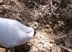 Ormanlar avcı böceklerle korunuyor