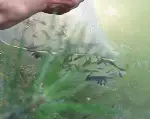 Çine göletine 4 bin Sazan yavrusu bırakıldı