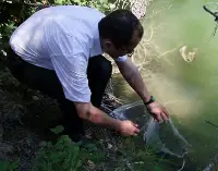 Çine göletine 4 bin Sazan yavrusu bırakıldı