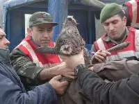 Jandarma'nın karaca kurtarma operasyonu