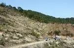 Kızılçam fidanları dikiliyor…
