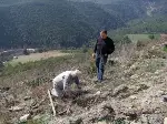 Yangın yerlerine fidan dikiliyor