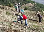 Kızılçam fidanları dikiliyor…