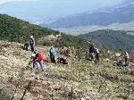 Kızılçam fidanları dikiliyor…