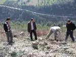 Yangın yerlerine fidan dikiliyor