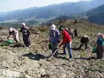 Kızılçam fidanları dikiliyor…