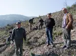 Kızılçam fidanları dikiliyor…