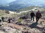 Kızılçam fidanları dikiliyor…