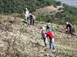Kızılçam fidanları dikiliyor…