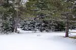 Ormanlarda kar devam ediyor