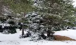 Ormanlarda kar devam ediyor