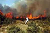 Orman Yangınları Başladı
