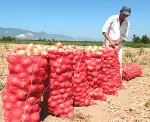 Geyve Ovası Türkiye' nin Soğan Cenneti