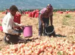 Geyve Ovası Türkiye' nin Soğan Cenneti