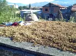 Fındık üreticileri dertli