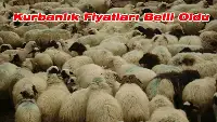 Kurbanlık Hayvan Fiyatları Açıklandı