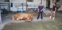 Boğaları dize getiren yatırma tekniği