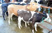 Hayvanları elinde kalan satıcılara müjde!