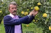Avrupalılar Ayvayı Yedi, Üreticilerin Yüzü Güldü