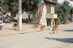 Başıboş Köpekler Vatandaşı Korkutuyor