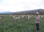 Çoban Olarak Geldi Sürü Sahibi Oldu