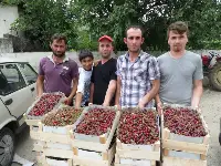 Geyveliler Umudunu Vişneye Bağladı
