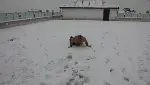 Üşümeyen Efsane Adam'dan Kar Şov!