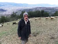 Ekmeğini Davar Sayesinde Kazanıyor