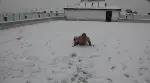 Üşümeyen Efsane Adam'dan Kar Şov!