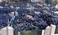 Tarih ve Doğa Cenneti Geyve'de Bağ Bozumu başladı