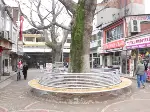 Çınar Ağaçlarının Etrafına Bank Yapıldı
