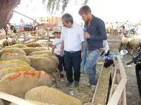 Kurbanlıklar El Yakıyor