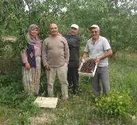 Kirazlar Toplanıyor