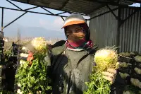 Kereviz üreticisi zarar ediyor