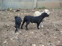 BAŞIBOŞ KÖPEKLER TEHLİKELİ