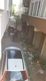 BAŞI BOŞ GEZEN HAYVANLAR KORKUTUYOR
