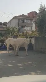 BAŞI BOŞ GEZEN HAYVANLAR KORKUTUYOR