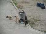 BAŞI BOŞ GEZEN HAYVANLAR KORKUTUYOR