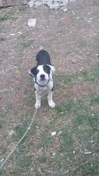 Sevimli 'ŞIMARIK' Köpek Yavrusu Kayboldu