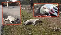 Sekiharman’da köpek katliamı!