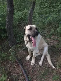 Kayıp köpeğini bulana para ödülü verecek
