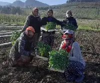 GEYVE'DE ÇİMLER DİKİLİYOR