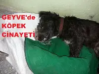 GEYVE'DE KÖPEK CİNAYETİ