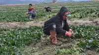 Farklı kültürlerin yevmiye savaşı