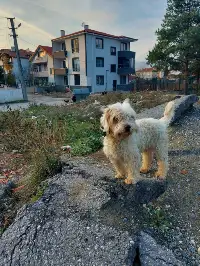 KÖPEĞİ BULANA ÖDÜL VERİLECEKTİR