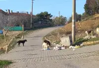 Başı boş köpeklere çare bulun