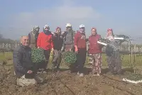 GEYVE'DE SEBZELER DİKİLİYOR