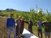 Geyve'de sebze fideleri dikiliyor