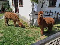 GEYVE'DE ALPAKA İLGİ ODAĞI OLDU