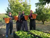 KENDİ YETİŞTİRİP KENDİ SATIYOR